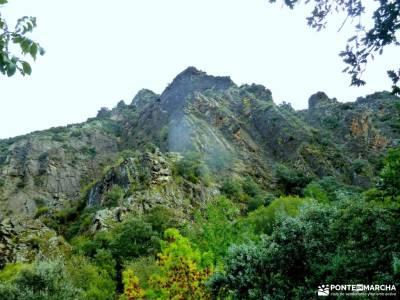 El Bierzo;Busmayor;León;arbol conifero aceite de mora ruta montgo duquesa de osuna